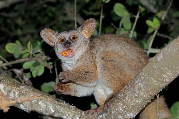 Grotere galago eating boom gum — Stockfoto