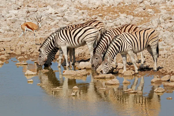 Zèbres des plaines eau potable - Etosha — Photo