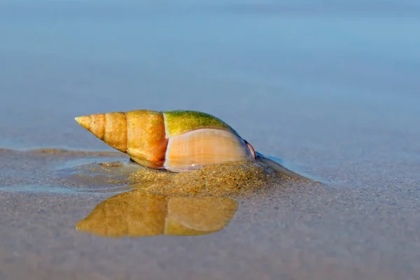 Arado caracol na praia — Fotografia de Stock