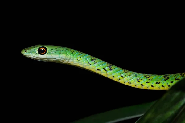 Retrato de serpiente de arbusto manchado — Foto de Stock