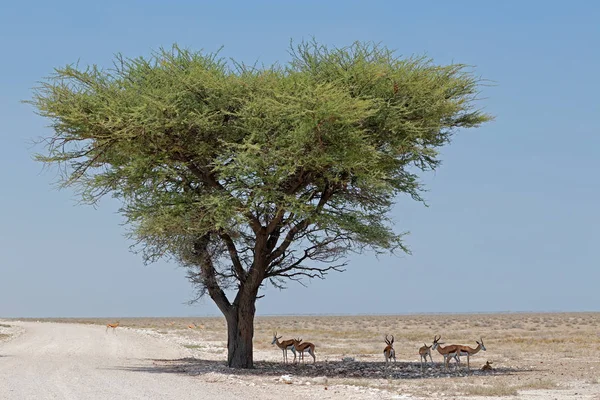 Springbok antiloper i torra landskap — Stockfoto