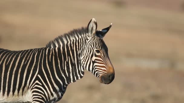 Portrét Cape horská Zebra (Equus zebra), horská Zebra National Park, Jihoafrická republika