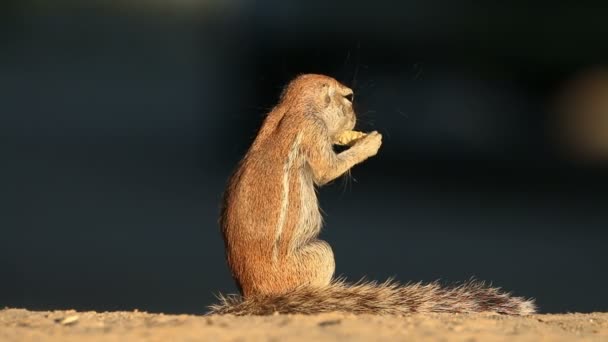 Pequeno Esquilo Terrestre Xerus Inaurus Alimentação Deserto Kalahari África Sul — Vídeo de Stock