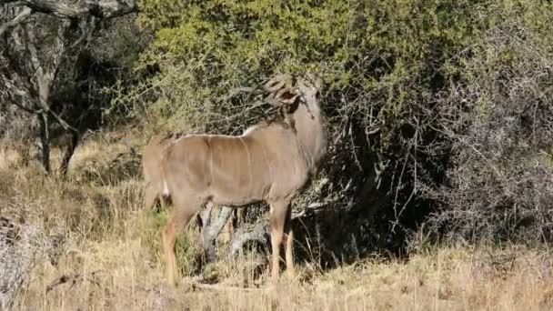 Antílope Kudu Tragelaphus Strepsiceros Alimentándose Hábitat Natural Sudáfrica — Vídeos de Stock