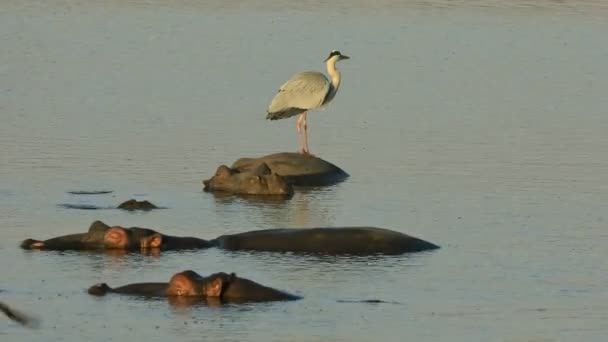 Grijze Reiger Ardea Cinerea Staand Een Ondergedompeld Nijlpaard Kruger National — Stockvideo