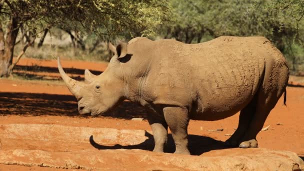 Hotad Vit Noshörning Ceratotherium Simum Sydafrika — Stockvideo