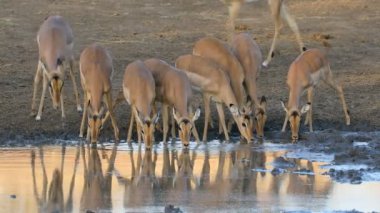Impala antilopları (Aepyceros melampus) öğleden sonra saatlerinde içme suyu, Kruger Ulusal Parkı, Güney Afrika