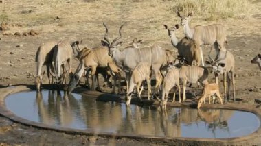 Kudu antelopes (Tragelaphus strepsiceros) bir yapay su çukurunda içme suyu, Kruger Ulusal Parkı, Güney Afrika
