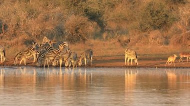 Ovalar zebralar (Equus burchelli) sabah ışığında içme suyu sürüsü, Kruger Ulusal Parkı, Güney Afrika