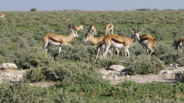 Springbok antilop (Antidorcas marsupialis), büyük sürüsü etkin Milli Parkı, Namibya
