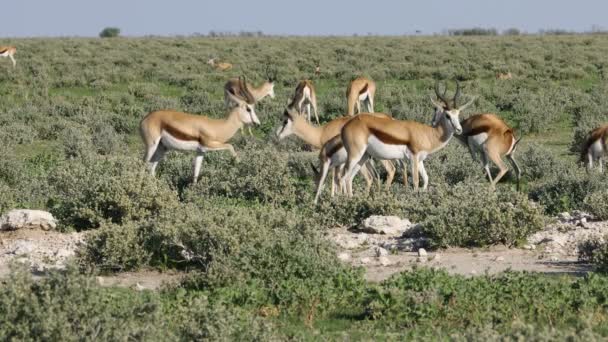 Große Herde Springbockantilopen Antidorcas Marsupialis Etoscha Nationalpark Namibia — Stockvideo