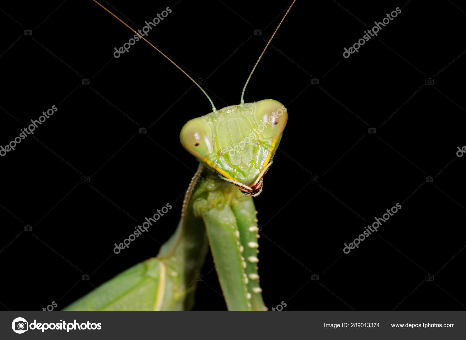 カマキリ写真素材 ロイヤリティフリーカマキリ画像 Depositphotos カマキリ写真素材 ロイヤリティフリーカマキリ画像 Depositphotos