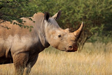 White rhinoceros in natural habitat clipart