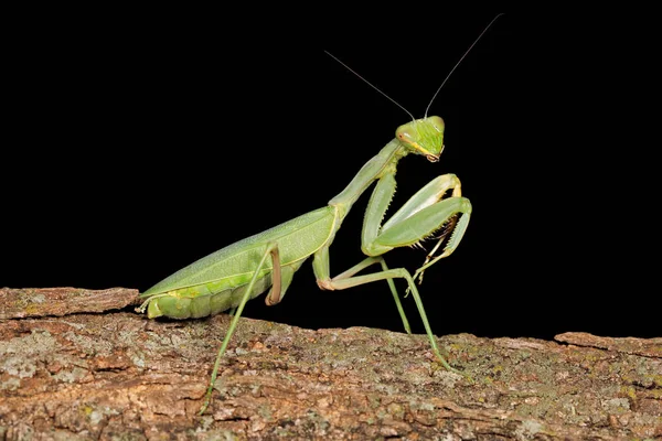 Mantis verde común — Foto de Stock