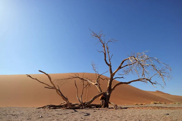 Woestijn landschap met dode boom-Namibië — Stockfoto