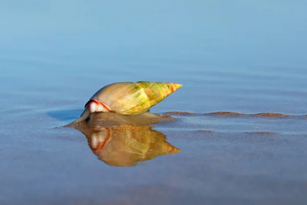 Plough snail on the beach — Stock Photo, Image