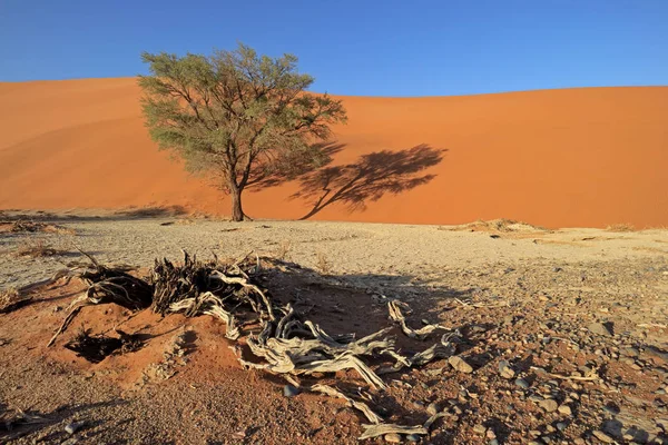 Wydmy i drzewa-pustynia Namib — Zdjęcie stockowe