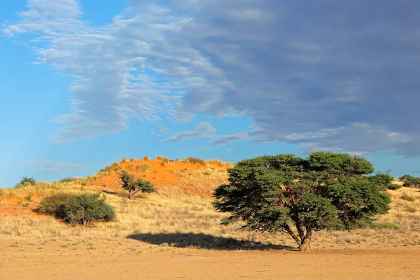 Paisagem cênica - Deserto de Kalahari — Fotografia de Stock