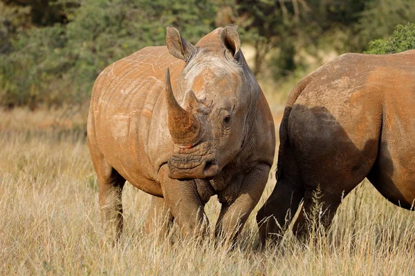 Білі носороги в природному середовищі — стокове фото