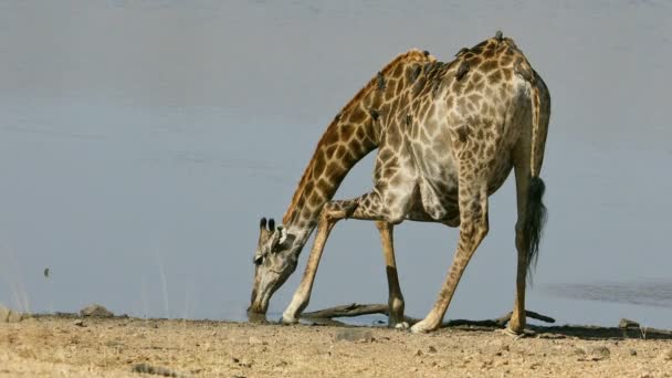 Bir Zürafa Giraffa Camelopardalis Oxpecker Kuşlar Içme Suyu Ile Kruger — Stok video