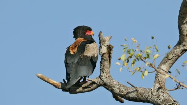 Águila Bateleur Terathopius Ecaudatus Posada Una Rama Parque Nacional Kruger — Vídeos de Stock