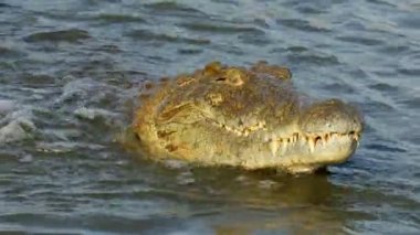 Nil timsahı (Crocodylus niloticus) küçük bir balığı yakalayıp yiyor, Kruger Ulusal Parkı, Güney Afrika