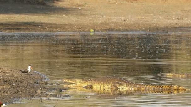 Büyük Bir Nil Timsahı Crocodylus Niloticus Kuşlarla Sığ Sularda Güneşleniyor — Stok video