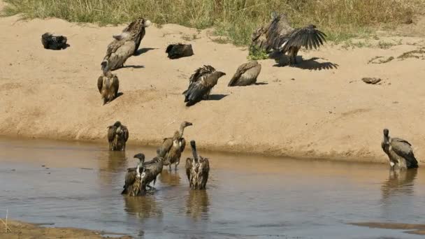 南非克鲁格国家公园 白背秃鹫 Gyps Africanus 沐浴和晒太阳 — 图库视频影像