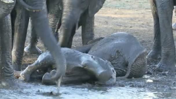 Bebê Brincalhão Elefantes Africanos Loxodonta Africana Espirrando Água Lamacenta Kruger — Vídeo de Stock