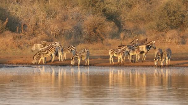 Zebras Das Planícies Água Potável Parque Nacional Kruger — Vídeo de Stock