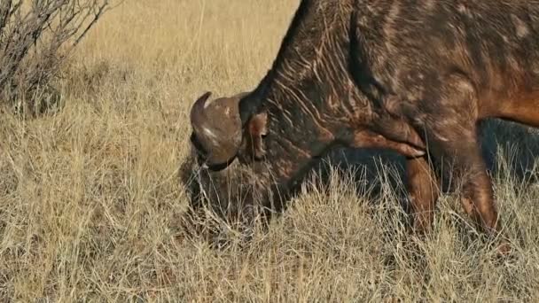 Close Portret Van Een Afrikaanse Buffel Syncerus Caffer Beweiding Mokala — Stockvideo