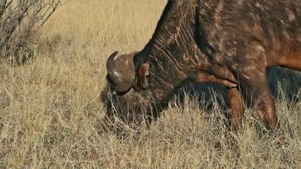 Zbliżenie Portret Bawoła Afrykańskiego Syncerus Caffer Wypas Mokala National Park — Wideo stockowe