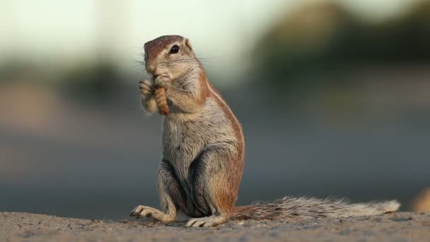 Petit Écureuil Terrestre Xerus Inaurus Nourrissant Désert Kalahari Afrique Sud — Video