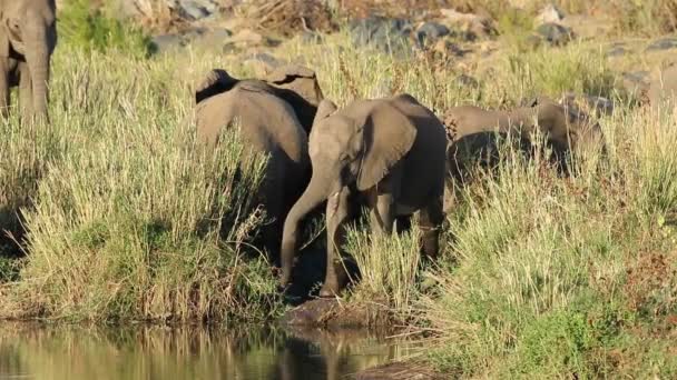 Годування Африканських Слонів Локодта Африка Національний Парк Крюгер Південна Африка — стокове відео