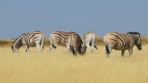Cebras Las Llanuras Equus Burchelli Pastando Pastizales Parque Nacional Etosha — Vídeos de Stock