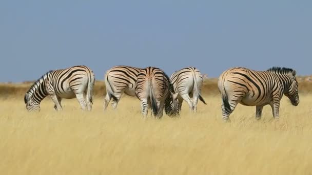 Zebre Pianura Equus Burchelli Pascolo Nelle Praterie Parco Nazionale Etosha — Video Stock