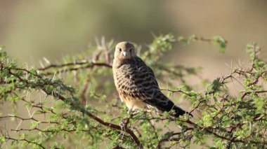 Büyük kerkenez (Falco rupicoloides) bir ağaç üzerine tünemiş, Kalahari, Güney Afrika