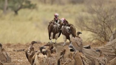 Sarkık şey karşı karşıya ve Ak sırtlı akbaba ölü bir fil, Kruger National Park, Güney Afrika ve atma