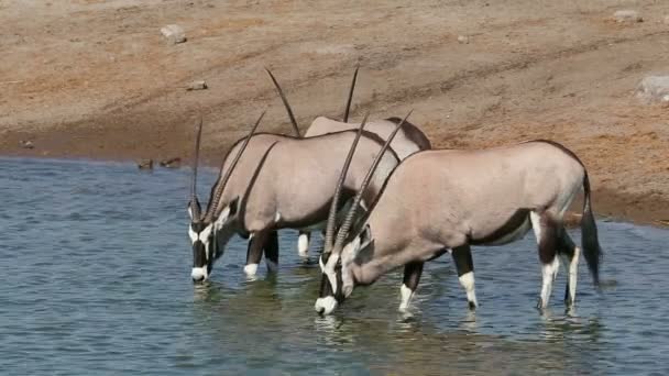 Antílopes Gemsbok Oryx Gazella Agua Potable Parque Nacional Etosha Namibia — Vídeos de Stock