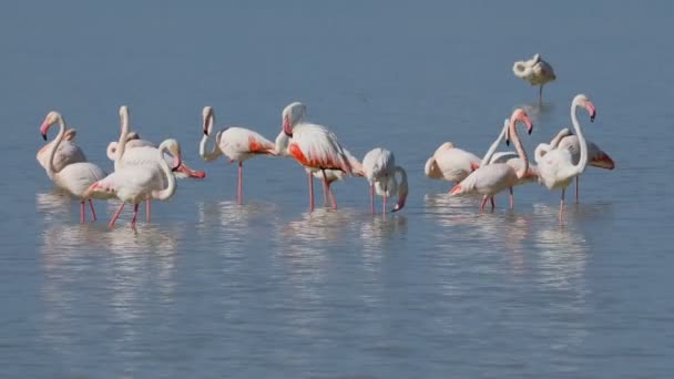 Grandes Flamencos Phoenicopterus Roseus Pie Aguas Poco Profundas Parque Nacional — Vídeo de stock