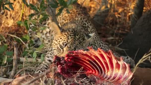 Een Luipaard Panthera Pardus Voeden Met Zijn Prooi Sabie Zand — Stockvideo