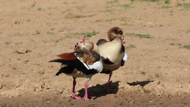 Pair Egyptian Geese Alopochen Aegyptiacus Preening Displaying South Africa — Stock Video