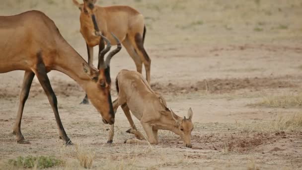 Vörös Hartbeest Alcelaphus Buselaphus Sós Földet Eszik Kalahári Sivatag Dél — Stock videók