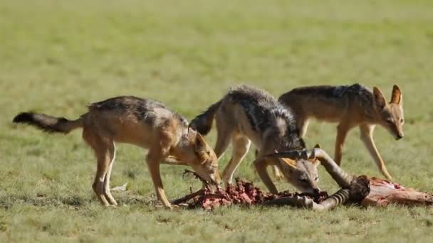 Șacali Negri Canis Mesomelas Care Curăță Rămășițele Unei Antilope Kalahari — Videoclip de stoc