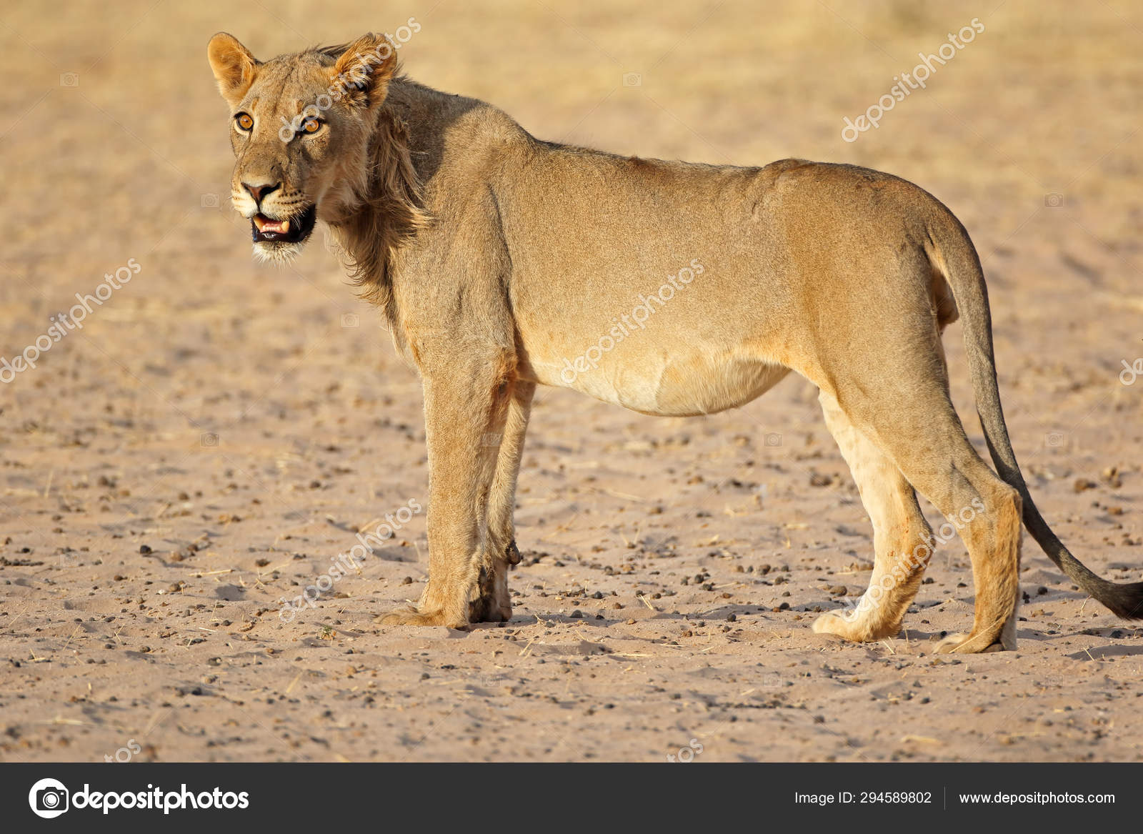 カラハリ砂漠のライオン写真素材 ロイヤリティフリーカラハリ砂漠のライオン画像 Depositphotos カラハリ砂漠のライオン写真素材 ロイヤリティフリーカラハリ砂漠のライオン画像 Depositphotos