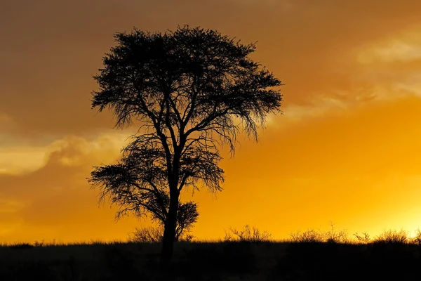 Pôr do sol africano com árvore silhueta — Fotografia de Stock