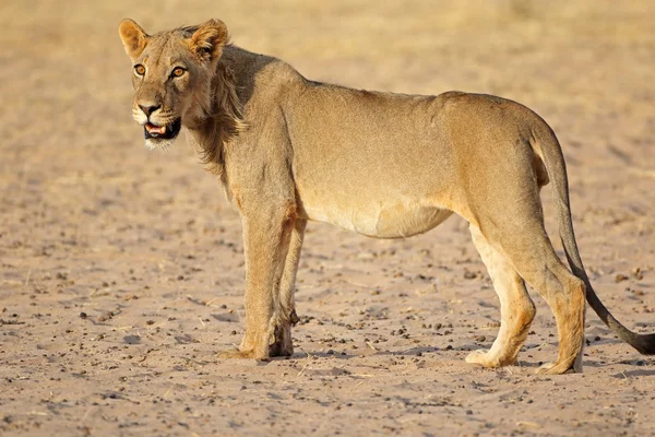 African lion - Kalahari desert — Stock Photo, Image