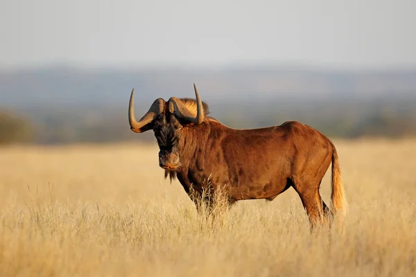 Gnus negros em pradarias — Fotografia de Stock