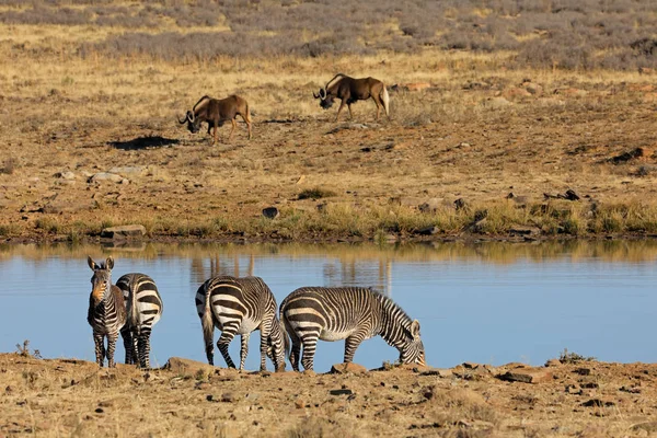 Cape mountain zebras at a waterhole — Stock Photo, Image