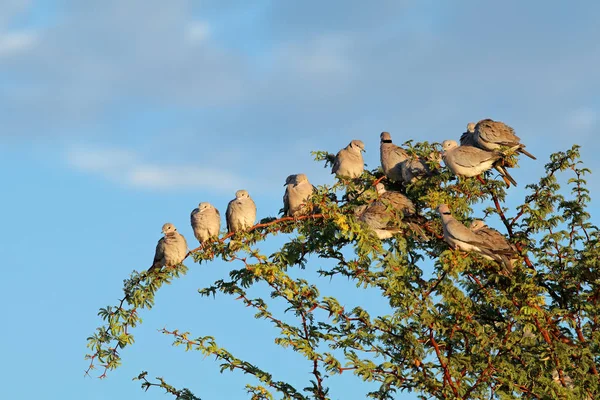 Cape turtle doves in a tree — Stock Photo, Image